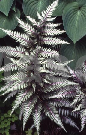287x450 Japanese Painted Fern Silver Falls - Silver Fern Painting