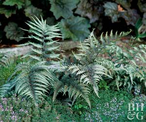 300x250 Japanese Painted Fern - Silver Fern Painting