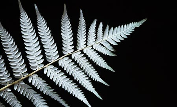731x444 Category - Silver Fern Painting