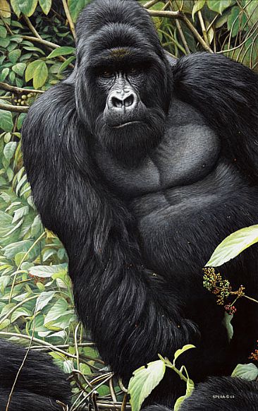 366x582 Silverback Mountain Gorilla - Silverback Gorilla Painting