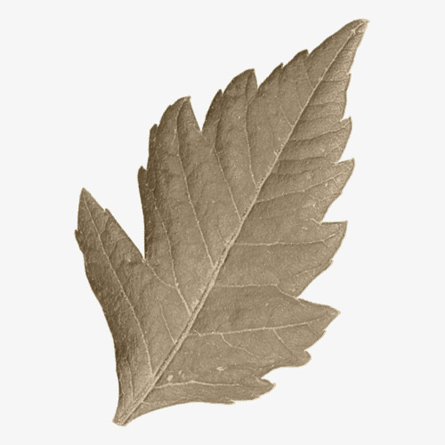 500x500 Simple Leaves, Leaves, Silver, Hand Painted Png Image And Clipart - Simple Leaf Painting