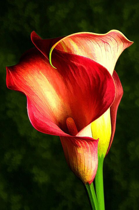 478x718 Single Flower Oil Painting - Single Flower Oil Painting