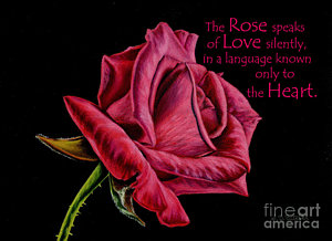 300x218 Single Flower Paintings Fine Art America - Single Flower Painting