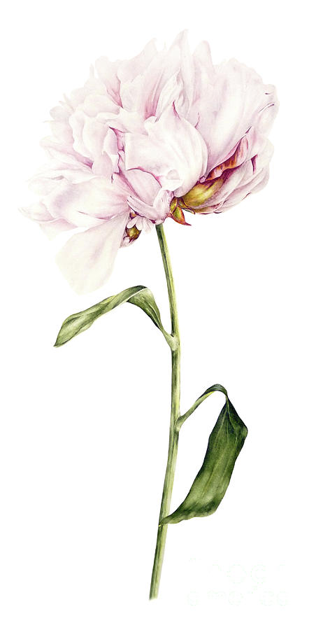 452x900 Single Peony Painting By Marie Burke - Single Flower Painting