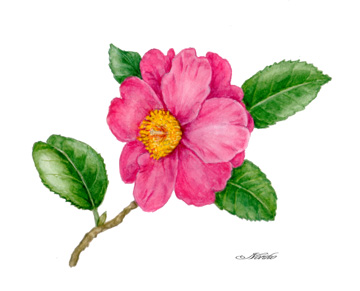 360x291 Botanical Art, Botanical Painting, Ksasanqua Camellia. - Single Flower Painting