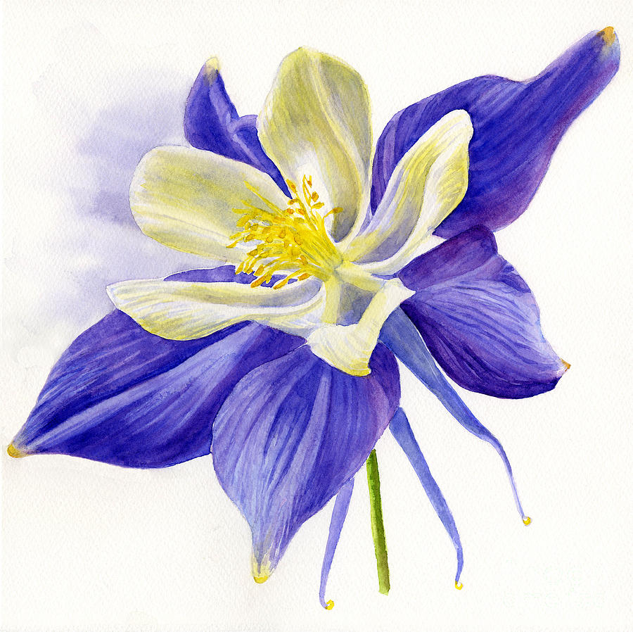 900x898 Columbine Flower Paintings Fine Art America - Single Flower Painting