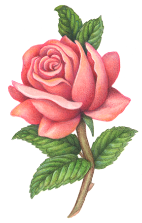 288x452 Flowers Stock Art Illustrations - Single Flower Painting