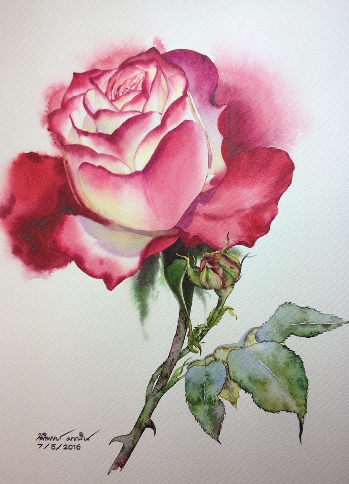 692x960 Pin By Kitipong Maksin On Roses Watercolor Paintings - Single Rose Painting