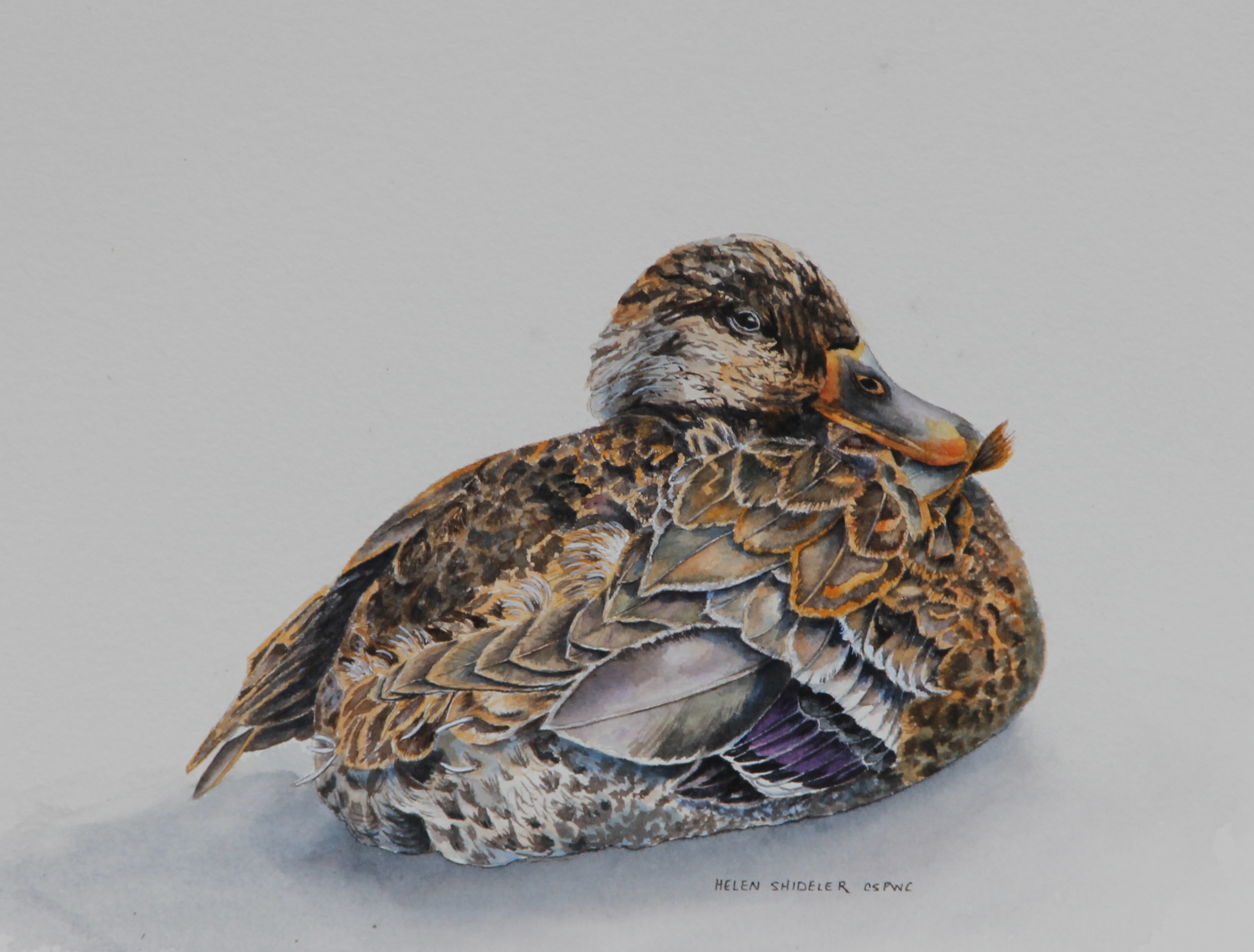 3006x2282 East Coast Paintings Helen Shideler, Cspwc - Sitting Duck Painting