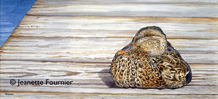 450x204 Finding Inspiration In Maine (Mallard Duck Painting) Jeanette - Sitting Duck Painting
