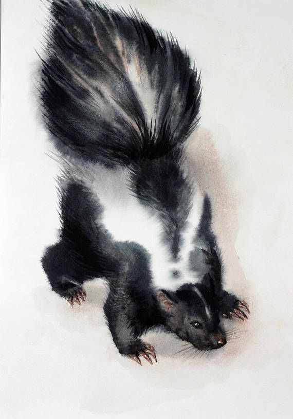 570x815 Skunk Watercolor Nursery Watercolor Painting Animal Sketching - Skunk Painting
