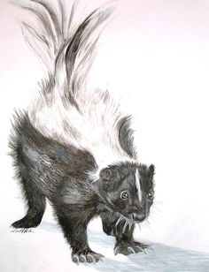 236x308 Skunk Illustration 5x7 Minimalist Drawing In Ink By Earthspalette - Skunk Painting
