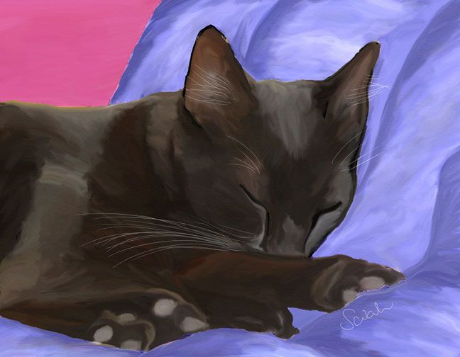 648x504 Black Cat Sleeping - Sleeping Cat Painting