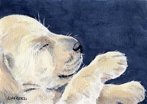 300x214 Sleeping Dog Paintings - Sleeping Dog Painting