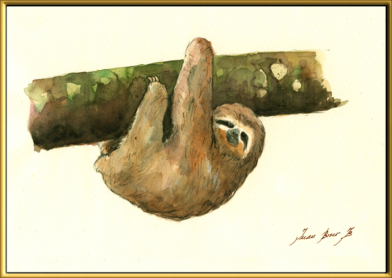 800x566 San Martin Arts Crafts Three Toed Sloth And Two Toed Sloth. - Sloth Painting