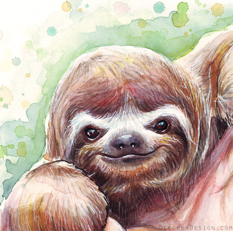 800x791 Sloth Watercolor Detail By Olechka01 - Sloth Painting
