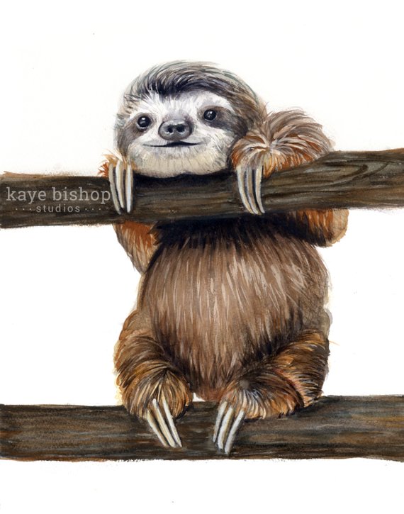 570x725 Sloth Watercolor Painting Animal Art Sloth Painting Sloth - Sloth Painting