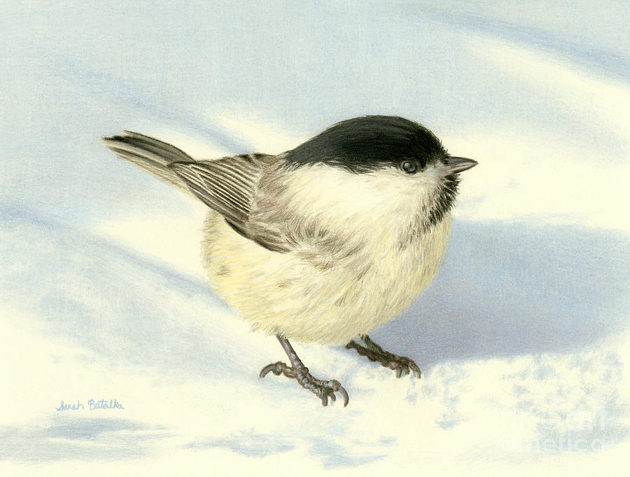 900x681 Chilly Chickadee Painting By Sarah Batalka - Small Bird Painting