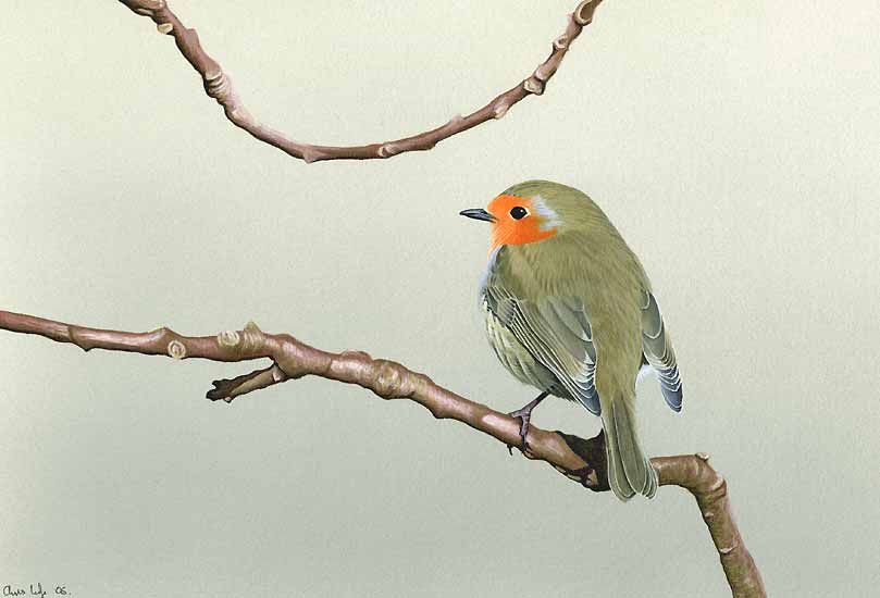 809x550 Realistic Oil Paintings Of Birds By Artist Chris Lodge - Small Bird Painting