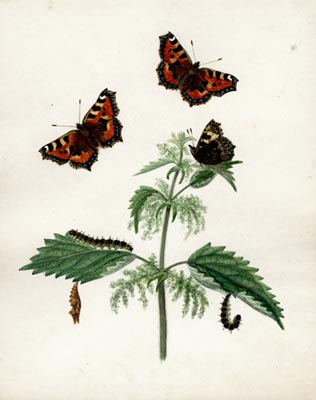 316x400 Darwin Country - Small Butterfly Painting