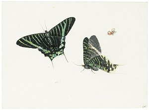 300x222 Small White Butterfly Paintings Fine Art America - Small Butterfly Painting