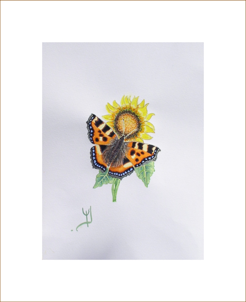 815x1000 Cambridge Artist Yvonne Jerrold Paintings Of Butterflies - Small Butterfly Painting