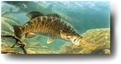 396x211 Smallmouth Bass Fishing Amp The Rappahannock River Rangers Welcome - Smallmouth Bass Painting