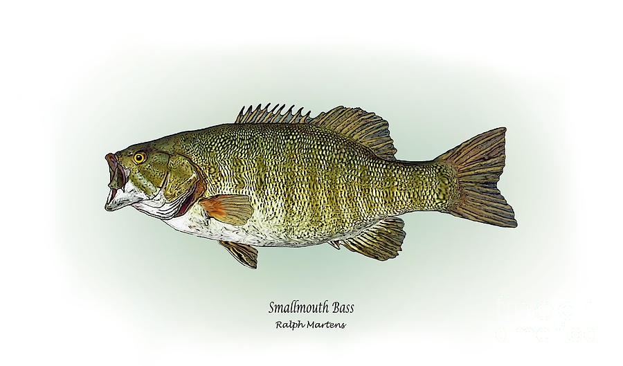 900x529 Smallmouth Bass Painting By Ralph Martens - Smallmouth Bass Painting
