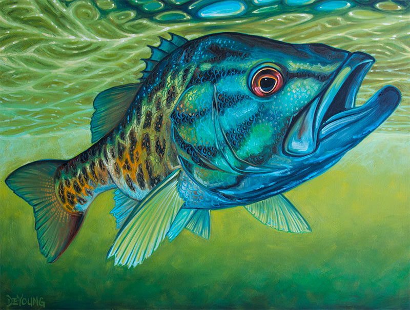 800x605 Smallmouth Bass Turquoise Canvas Print Derek Deyoung - Smallmouth Bass Painting