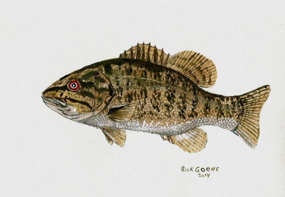 570x394 Smallmouth Bass Original Painting Fish Art Fish Watercolor - Smallmouth Bass Painting
