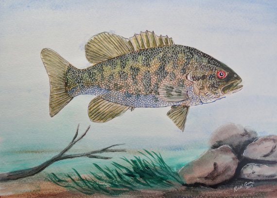 570x409 Smallmouth Bass Original Watercolor Fish Art Fish Painting - Smallmouth Bass Painting
