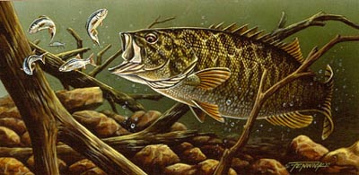 400x195 The Chase - Smallmouth Bass Painting