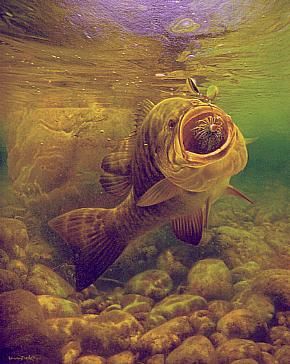 290x364 Small Mouth Bass Paintings - Smallmouth Bass Painting