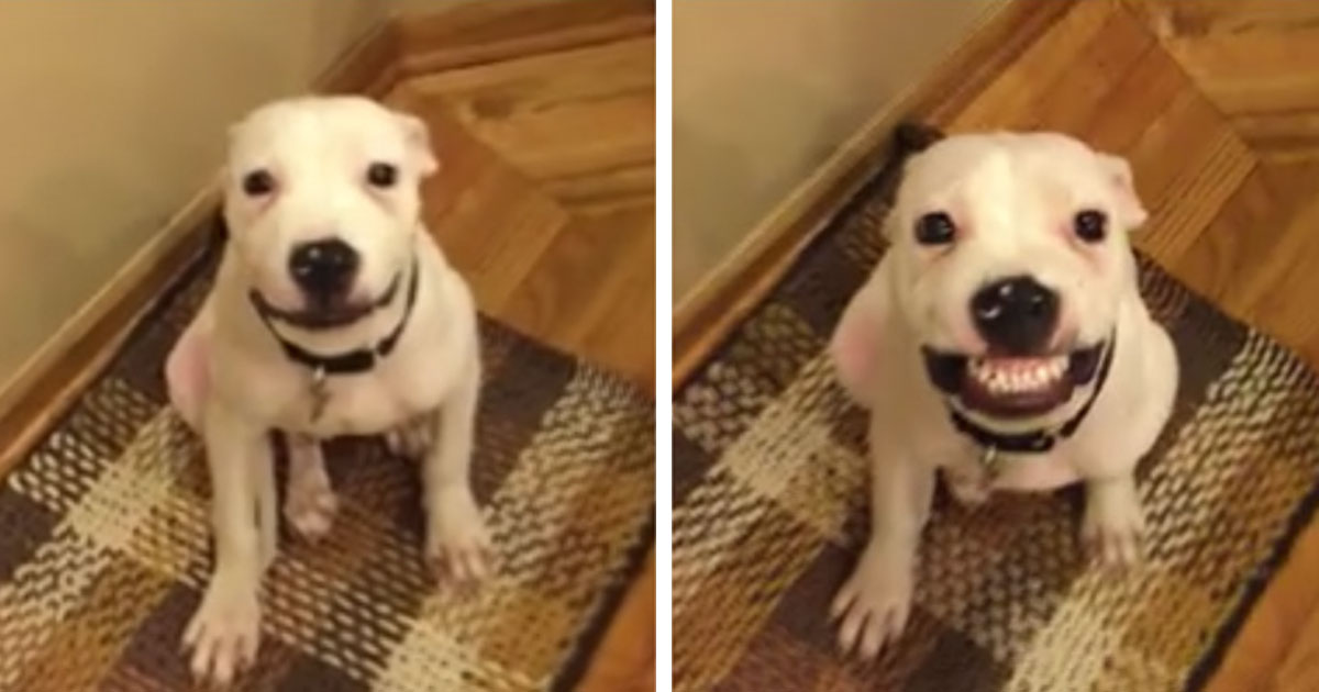 1200x630 Rescue Dog Smiles From Ear To Ear On Command Bored Panda - Smiling Dog Painting