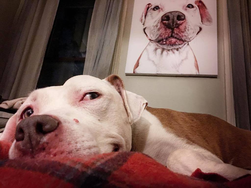 1024x768 Smiling Brinks On Twitter The Smiling Dog In That Painting Looks - Smiling Dog Painting