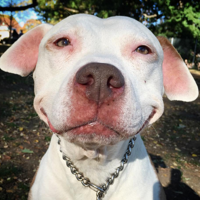 400x400 Smiling Brinks On Twitter The Smiling Dog In That Painting Looks - Smiling Dog Painting