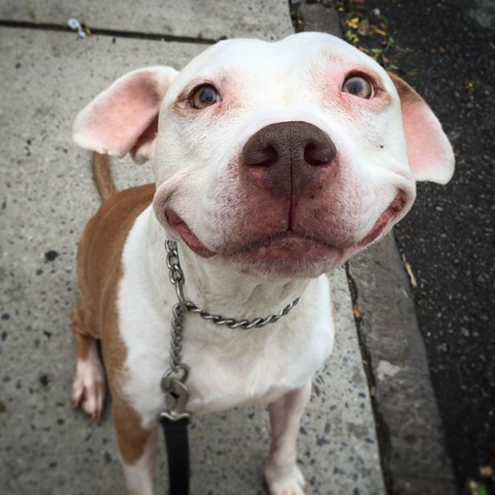 700x700 Stray Pit Bull Can'T Stop Smiling After He Was Rescued From Street - Smiling Dog Painting