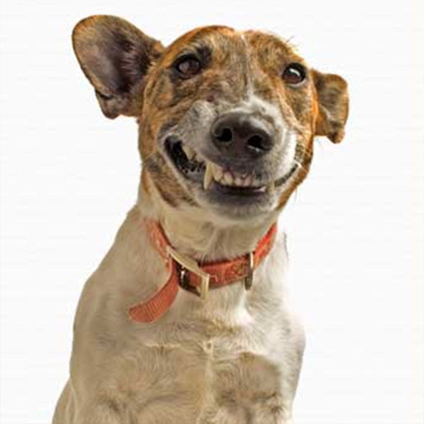 855x855 Custom Smiling Dog Mixed Media Portrait Oil Painting - Smiling Dog Painting