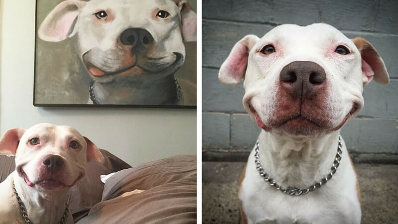 800x450 Adorable Pit Bull Can'T Stop Smiling After Being Rescued - Smiling Pitbull Painting