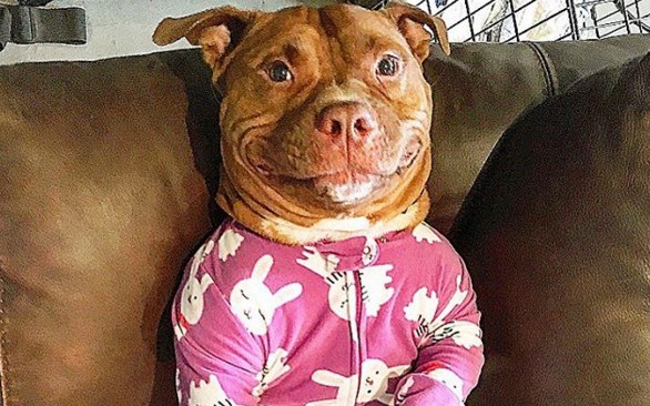 586x366 Rescue Dog Can'T Stop Smiling Since Starting New Life - Smiling Pitbull Painting
