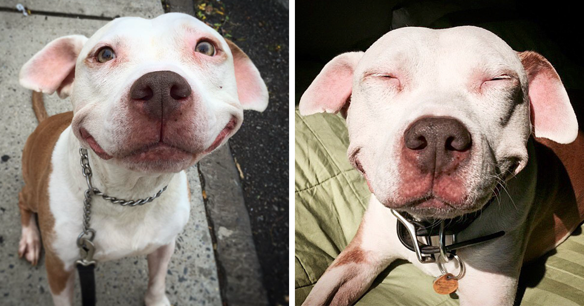 1200x630 Stray Pit Bull Can'T Stop Smiling After He Was Rescued From Street - Smiling Pitbull Painting