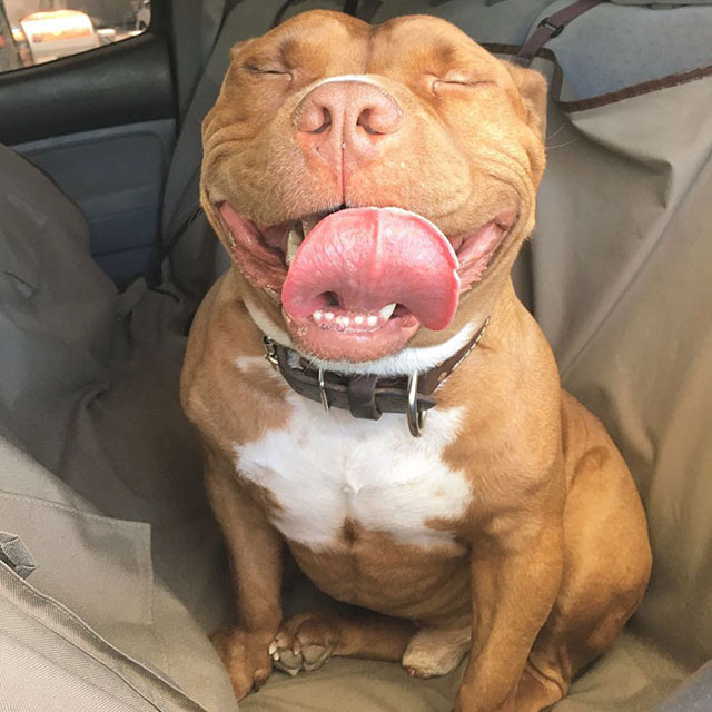 640x640 Dog Cant Stop Smiling After Being Adopted Meaty The Pitbull 8 - Smiling Pitbull Painting