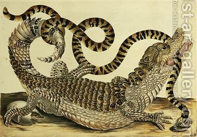 400x278 Alligator And Snake 1730 Maria Sibylla Merian Reproduction 1st - Snake Oil Painting