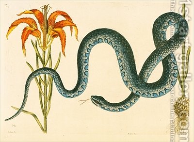 400x293 Anguis The Wampum Snake Mark Catesby Reproduction 1st Art Gallery - Snake Oil Painting