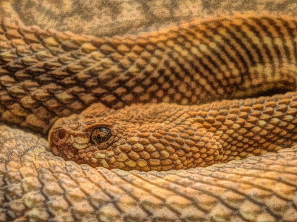 1000x750 Free Picture Art, Oil Painting, Snake, Reptile, Wildlife - Snake Oil Painting