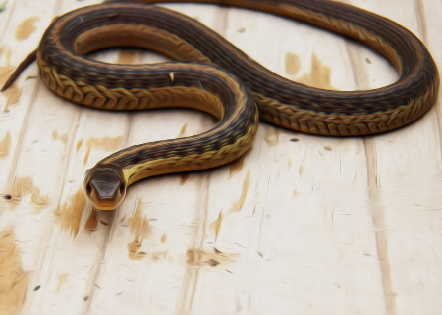 900x643 Gardner Snake - Snake Oil Painting