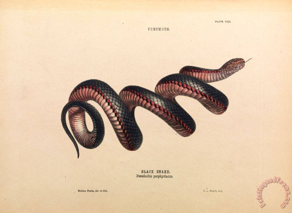 960x701 Helena Forde Black Snake, Pseudechis Porphyriacus Painting - Snake Painting