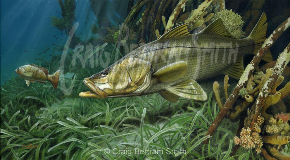 992x547 Mangrove Snook Craig Bertram Smith - Snook Painting
