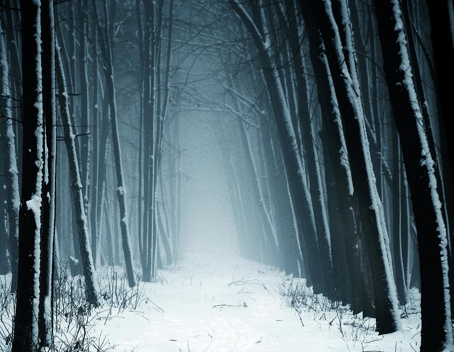 900x698 Path Into Snowy Forest On Foggy Day Photograph By By Julie Mcinnes - Snow Forest Painting