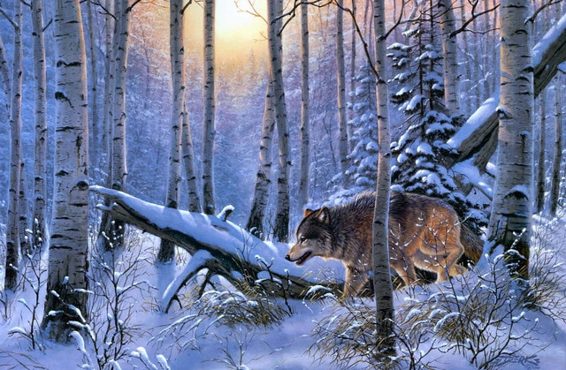 640x419 A0411 Snow Forest Natural Scenery Animals Wolf. Hd Canvas Print - Snow Forest Painting
